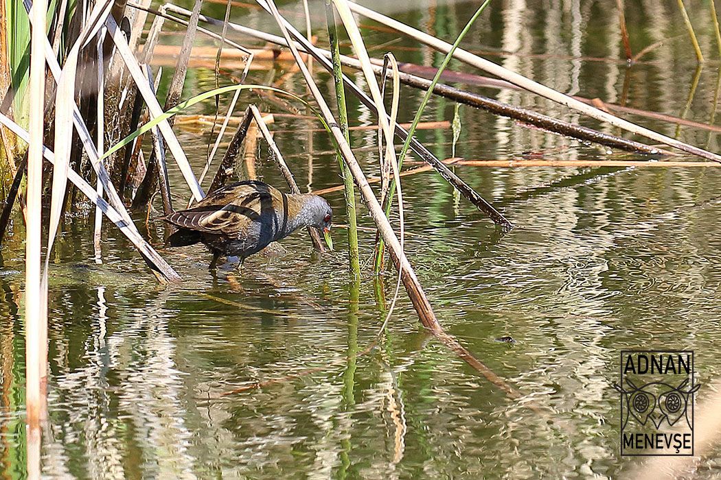 Little Crake